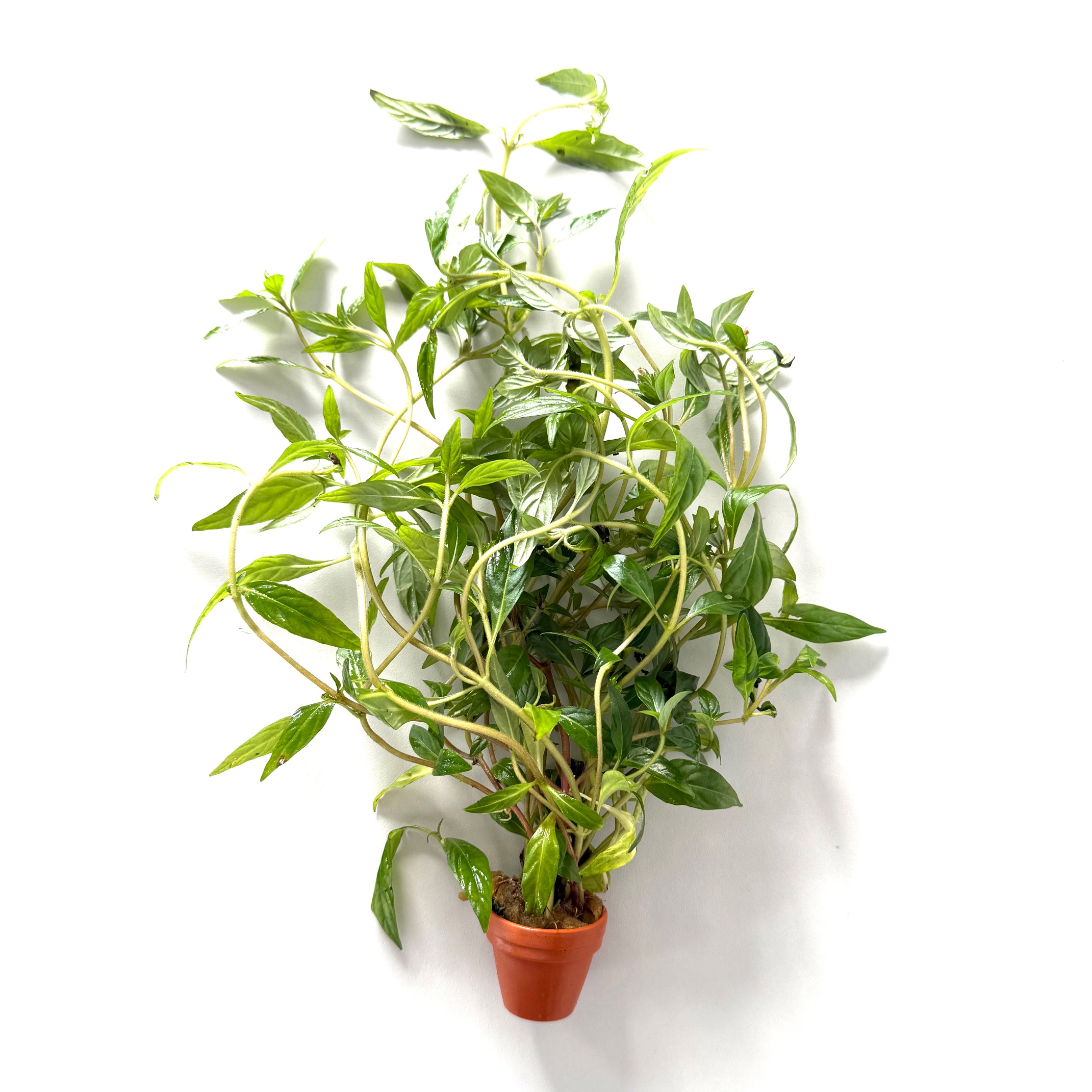 Planten in terracotta pot